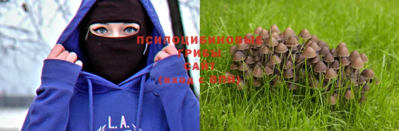 Галлюциногенные грибы Magic Shrooms  Терек 